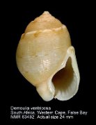 Demoulia ventricosa